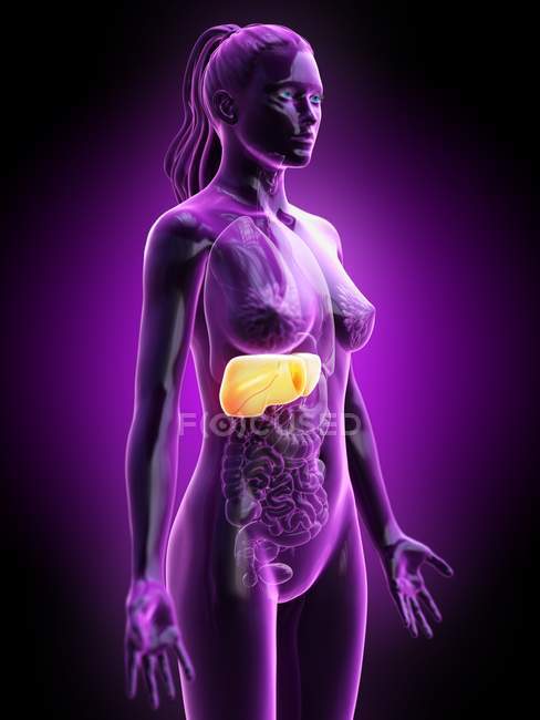 Silueta femenina con hígado detallado sobre fondo púrpura, ilustración por ordenador . - foto de stock