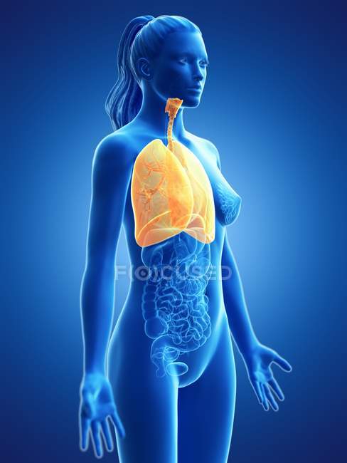 Modello anatomico femminile con polmoni gialli colorati e visibili, illustrazione al computer . — Foto stock
