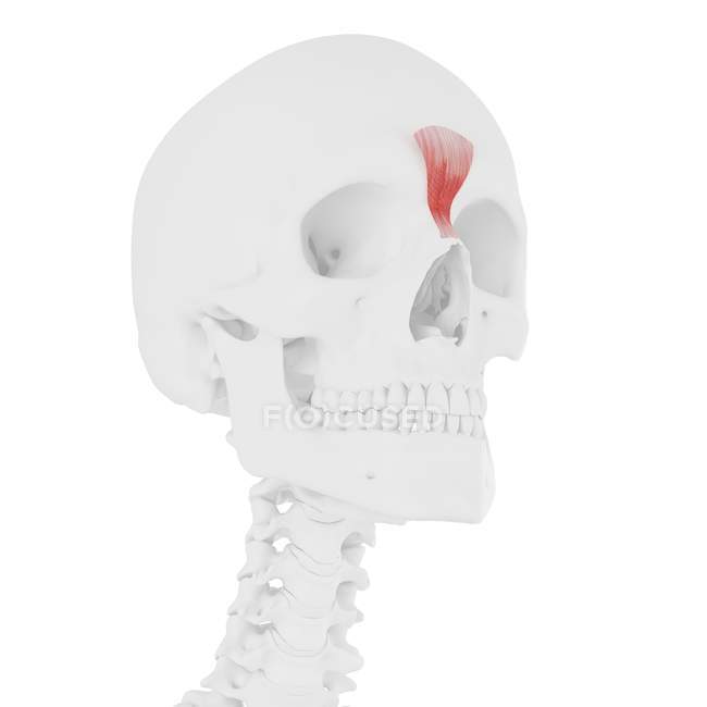 Squelette humain avec muscle Procerus de couleur rouge, illustration numérique . — Photo de stock
