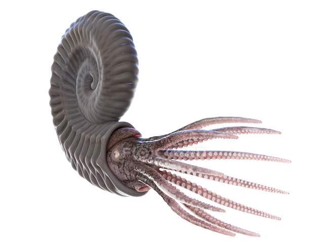 Uraltes Ammoniten-Tier auf weißem Hintergrund, Computerillustration. — Stockfoto