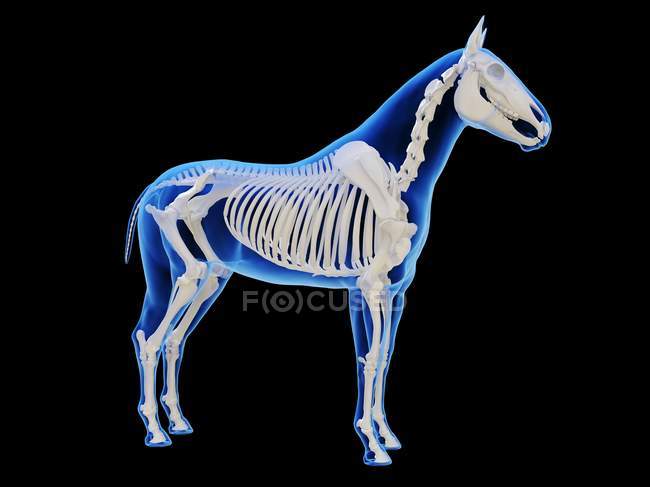 Esqueleto de caballo en silueta transparente sobre fondo negro, ilustración por ordenador . - foto de stock