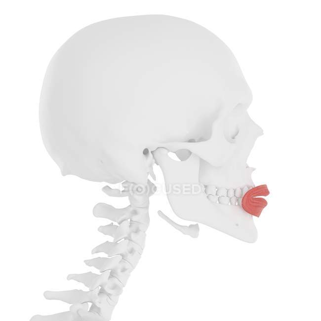 Human skeleton with red colored Orbicularis oris muscle, digital illustration. — Stock Photo