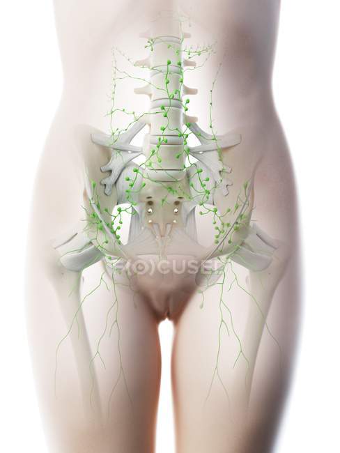 Nœuds lymphatiques abdominaux féminins, illustration informatique
. — Photo de stock