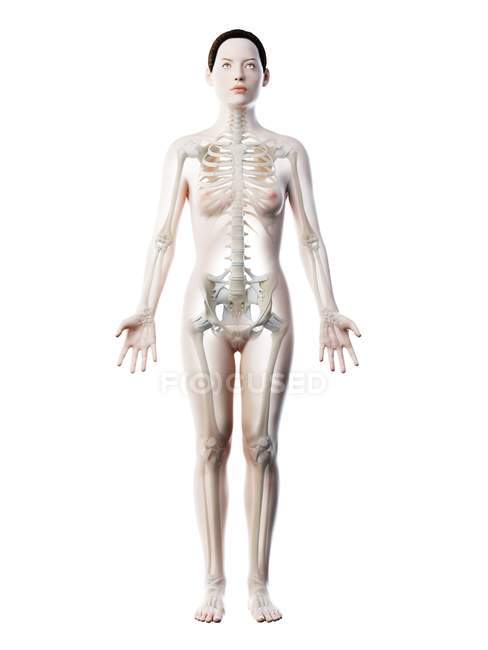 Esqueleto y ligamentos femeninos en cuerpo transparente, ilustración por ordenador . - foto de stock