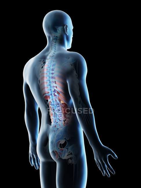 Male back anatomy and skeletal system, computer illustration. — Stock Photo