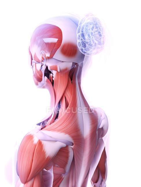 Realistic structure of female musculature, digital illustration. — Stock Photo