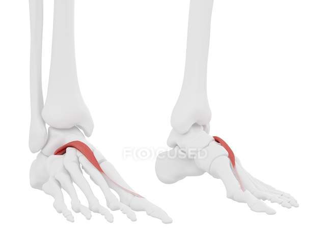Parte do esqueleto humano com músculo extensor vermelho detalhado do hálux brevis, ilustração digital . — Fotografia de Stock