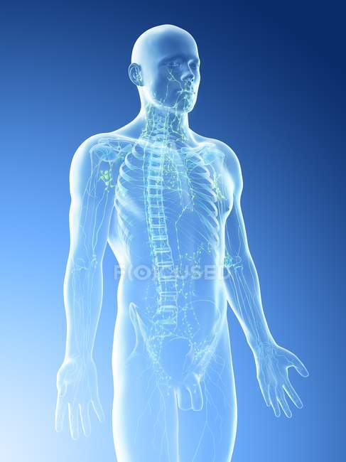 Абстрактне чоловіче тіло з видимим скелетом і лімфатичною системою, комп'ютерна ілюстрація . — стокове фото