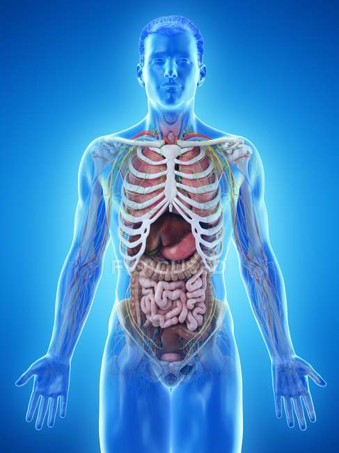 Реалистичная модель человеческого тела с мужской анатомией с внутренними органами за ребрами, цифровая иллюстрация . — стоковое фото