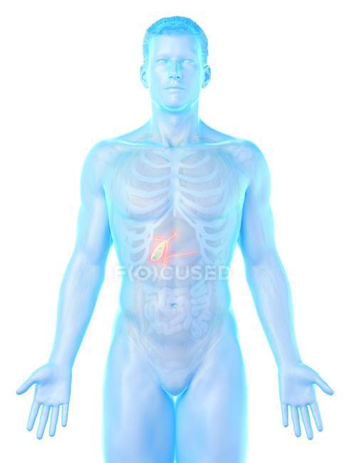 Sichtbare Gallenblase im männlichen Körper 3D-Modell, Computerillustration. — Stockfoto