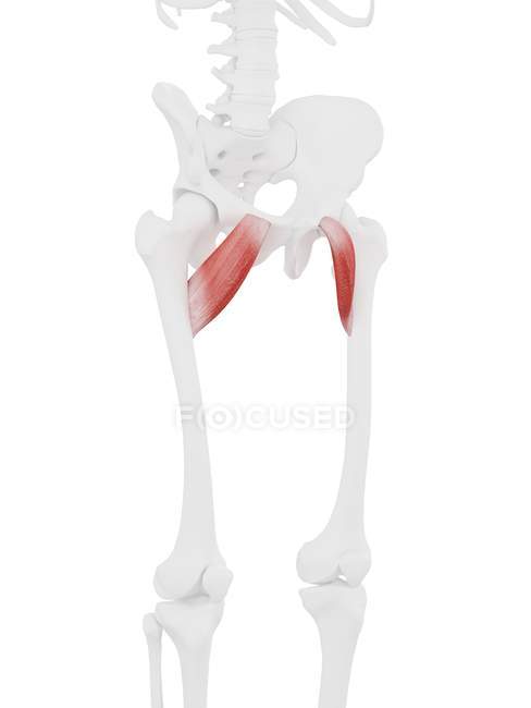 Esqueleto humano con músculo Pectineo de color rojo, ilustración digital . - foto de stock