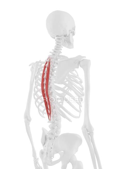Esqueleto humano con músculo espinal torácico de color rojo, ilustración digital . - foto de stock