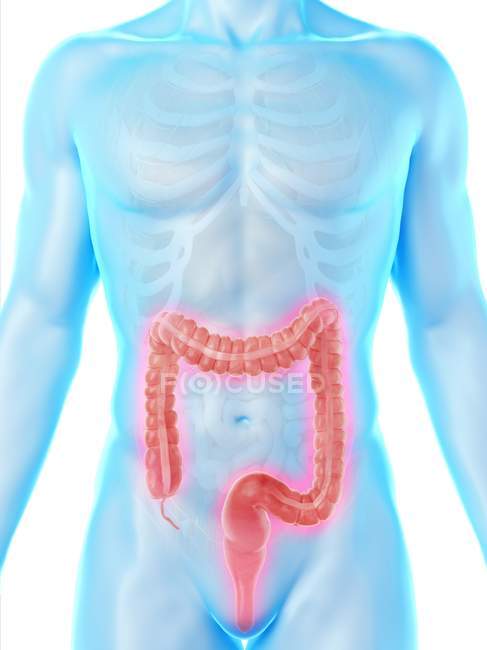 Male silhouette with visible large intestine, digital illustration. — Stock Photo