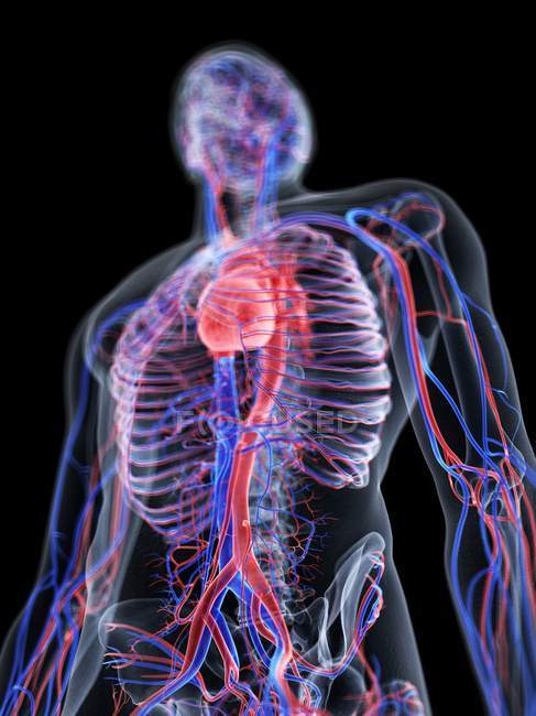 Sistema cardiovascular en el cuerpo masculino normal, ilustración por computadora
. - foto de stock