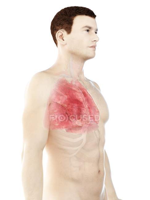 Ланги в анатомії чоловічого тіла, комп'ютерна ілюстрація. — стокове фото
