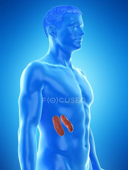 Anatomía masculina con riñones coloreados visibles, ilustración por computadora
. - foto de stock