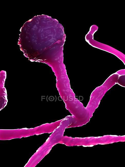 Mucor fungus on black background, digital illustration. — Stock Photo