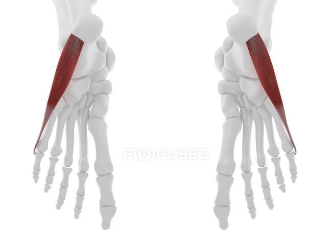Parte del esqueleto humano con abductor rojo detallado digiti minimi músculo, ilustración digital
. - foto de stock