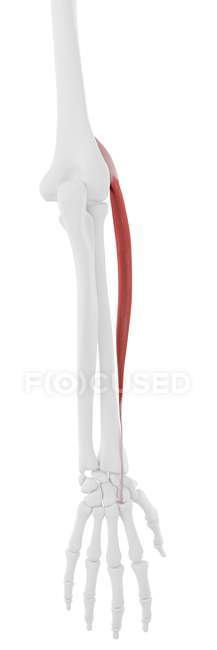 Modelo de esqueleto humano con músculo largo Extensor carpi radialis detallado, ilustración por ordenador . - foto de stock