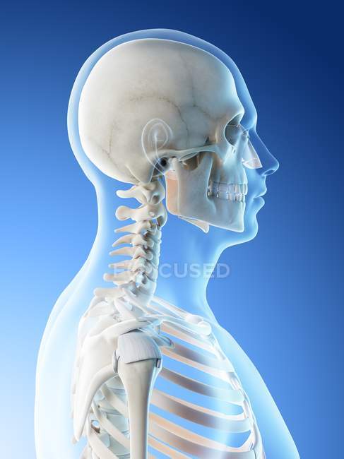 Os abstraits de la tête et du cou masculins, illustration informatique . — Photo de stock