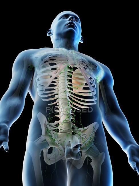 Système lymphatique du haut du corps masculin, illustration par ordinateur . — Photo de stock