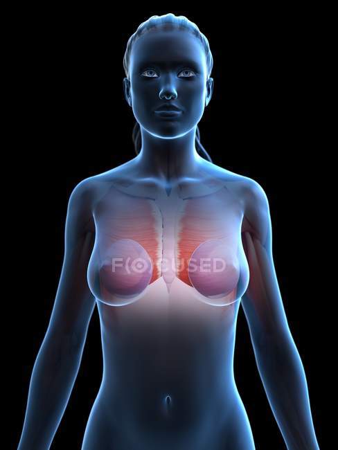Anatomie des implants mammaires dans le corps féminin Modèle 3D, illustration numérique . — Photo de stock