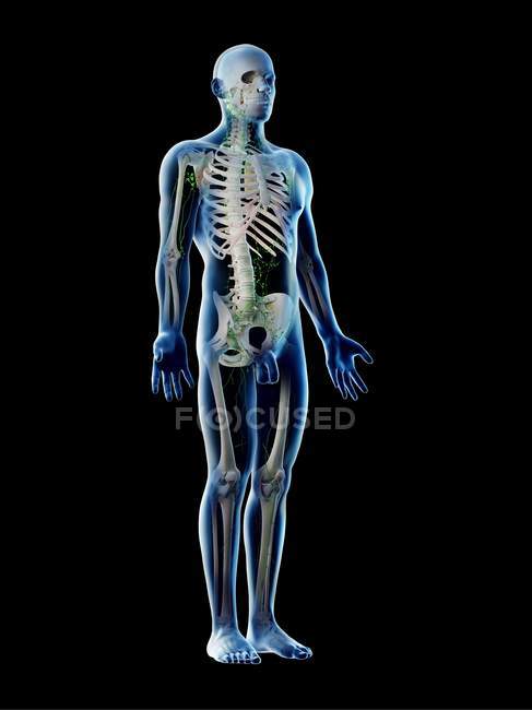 Анатомічне чоловіче тіло, що показує скелет і лімфатичну систему, цифрова ілюстрація . — стокове фото