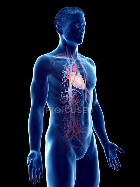 Système vasculaire dans le corps masculin, illustration par ordinateur
. — Photo de stock