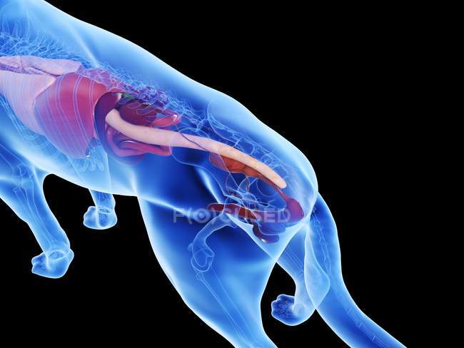Анатомія собак з видимими органами на чорному тлі, цифрова ілюстрація . — стокове фото