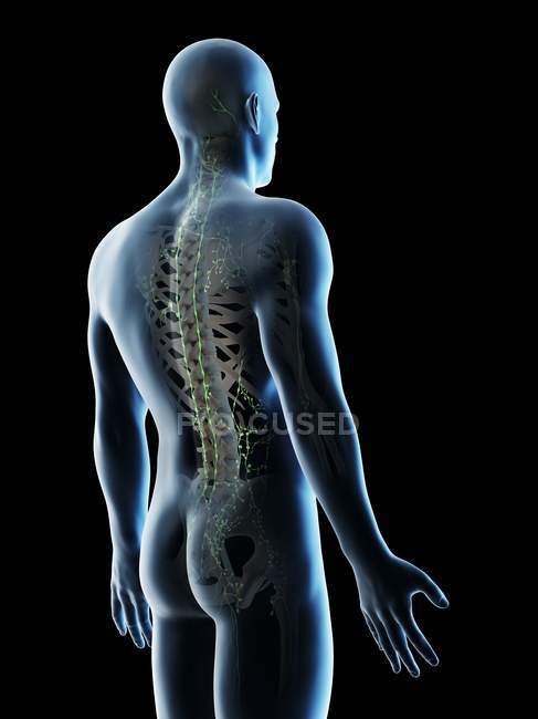 Lymph nodes of male upper body, computer illustration. — Stock Photo