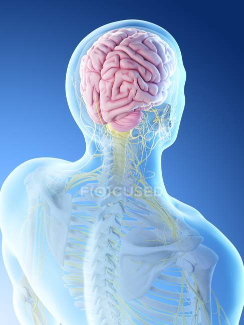Мужское тело с видимым мозгом, цифровая иллюстрация
. — стоковое фото