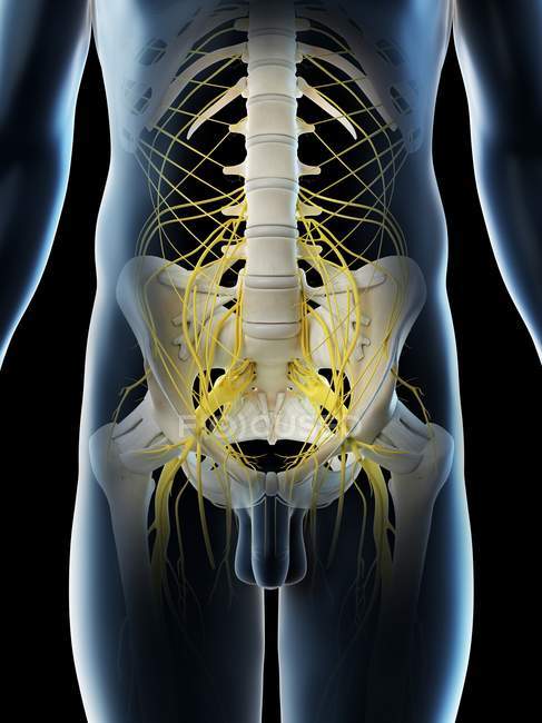 Pelvic nerves in abstract male silhouette, computer illustration. — стокове фото
