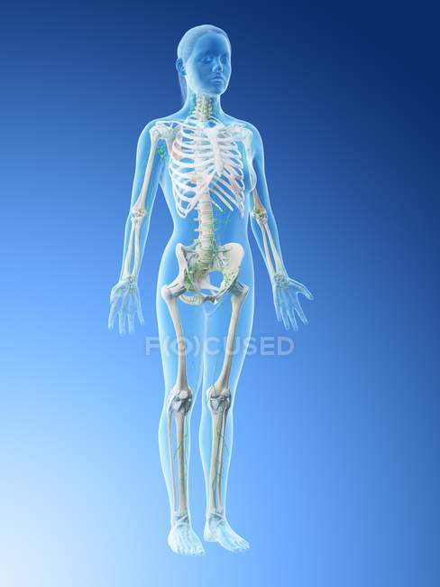 Modelo femenino abstracto con esqueleto visible y sistema linfático, ilustración por ordenador
. - foto de stock