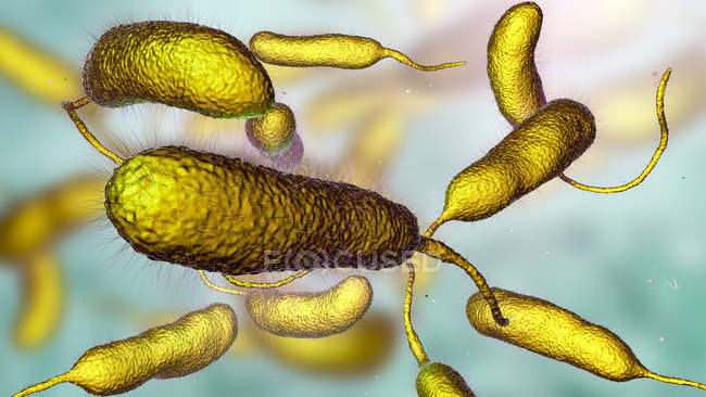 Vibrio vulnificus bacterias que se encuentran en el agua de mar, ilustración de computadora de color . - foto de stock