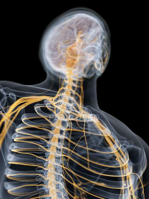 Абстрактний чоловічий силует з видимим мозком та нервами нервової системи, комп'ютерна ілюстрація . — стокове фото