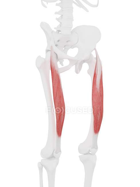 Esqueleto humano con músculo recto femoral de color rojo, ilustración digital . - foto de stock