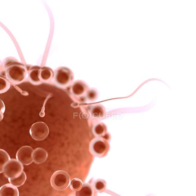 Цифрова концептуальна ілюстрація запліднення яєчних клітин сперматозоєю . — стокове фото