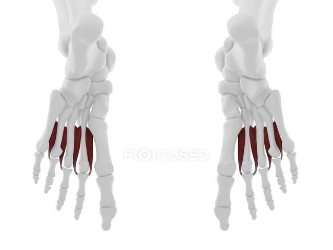 Parte del esqueleto humano con detallado músculo interóseo dorsal rojo, ilustración digital
. - foto de stock