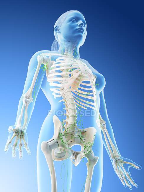 Cuerpo femenino mostrando esqueleto y sistema linfático, ilustración digital . - foto de stock
