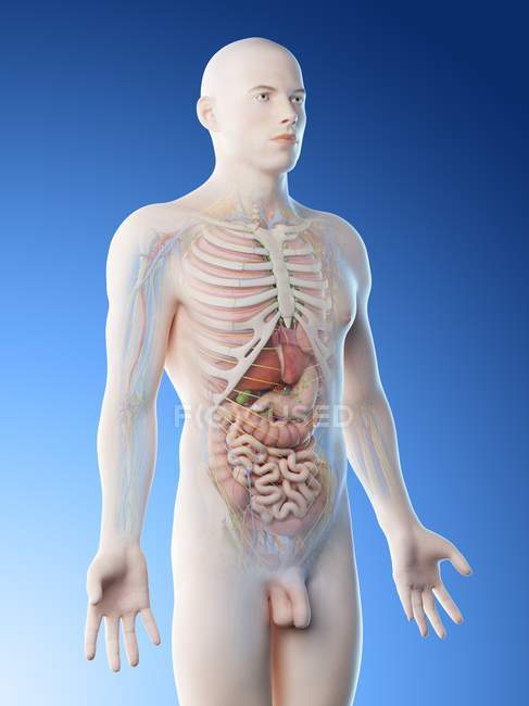 Реалистичная модель человеческого тела, показывающая мужскую анатомию с внутренними органами, цифровая иллюстрация
. — стоковое фото