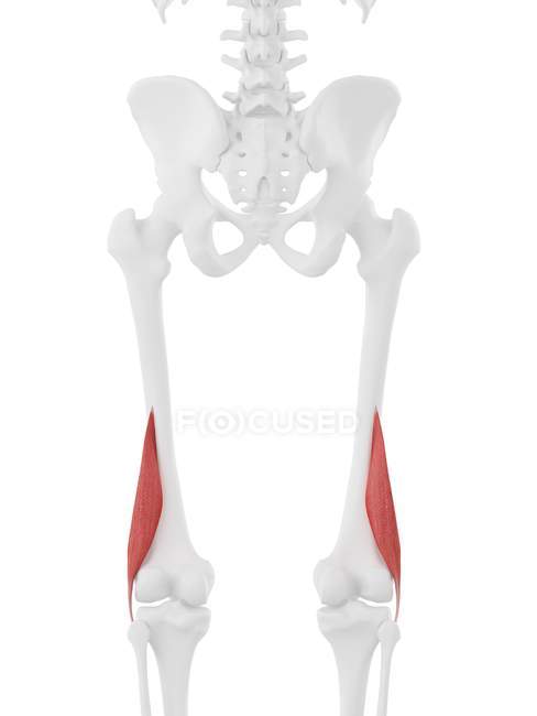Menschliches Skelettstück mit detailliertem roten kurzen Bizeps-Femoris-Muskel, digitale Illustration. — Stockfoto