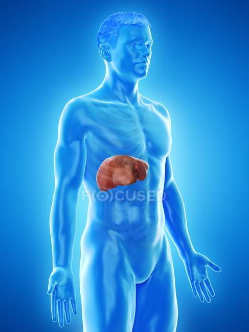 Anatomía del hígado en silueta corporal masculina, ilustración digital . - foto de stock