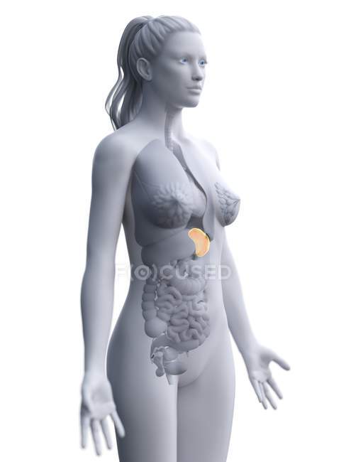 Прозорий жіночий силует тіла з жовтим кольором селезінки, цифрова ілюстрація . — стокове фото