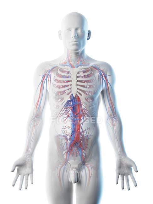 Anatomia maschile che mostra il sistema vascolare, illustrazione al computer . — Foto stock