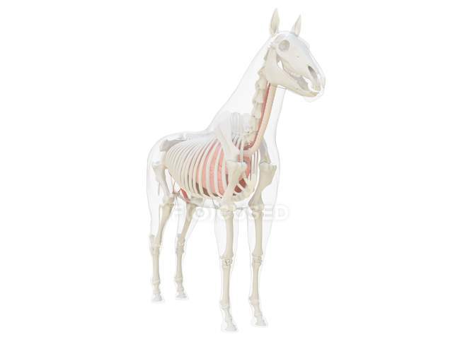 Pferdeanatomie und Skelettsystem, Computerillustration. — Stockfoto