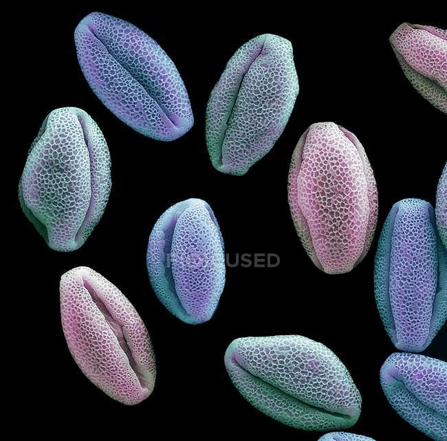 Micrografo elettronico a scansione colorata di granelli di polline da fiori di ninfeo . — Foto stock