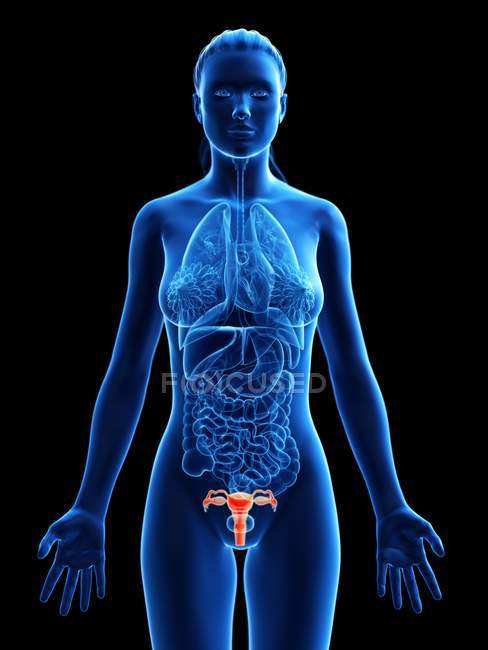 Corpo femminile astratto con utero visibile, illustrazione digitale
. — Foto stock