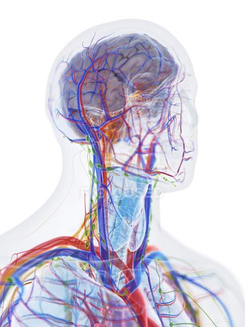 Männliche Kopf-Hals-Anatomie und Blutgefäße, Computerillustration. — Stockfoto