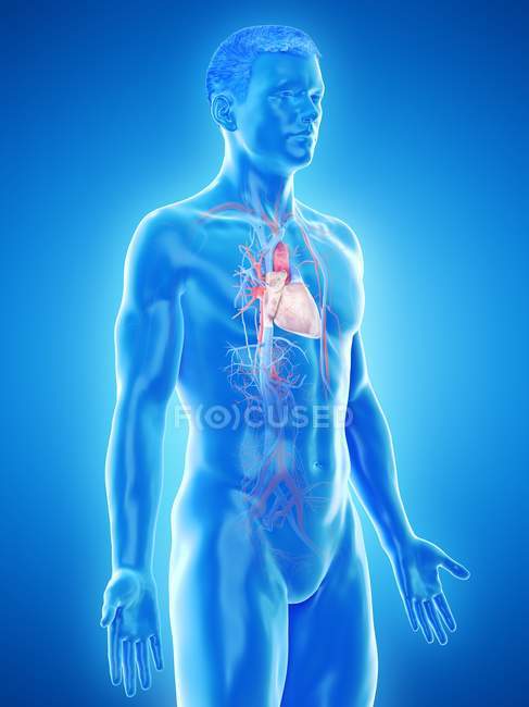 Sistema vascular no corpo masculino, ilustração computacional . — Fotografia de Stock