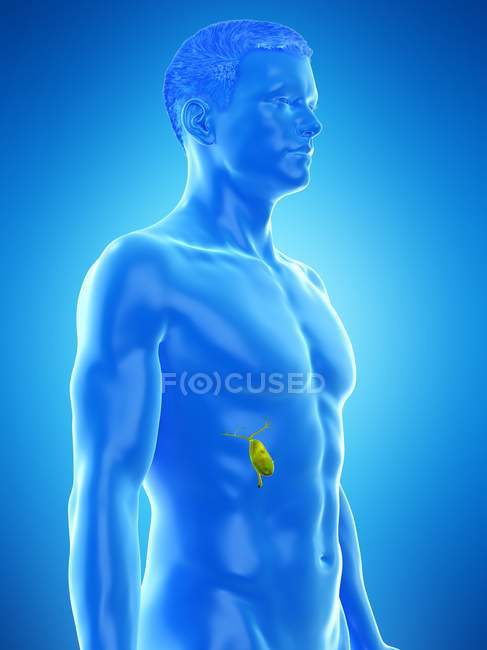 Vesícula biliar visible en el cuerpo masculino modelo 3d, ilustración de la computadora . - foto de stock